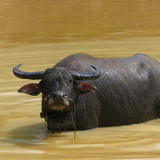 Banlung - buffalo's